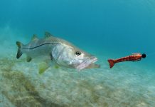 Up Your Game for Snook Season