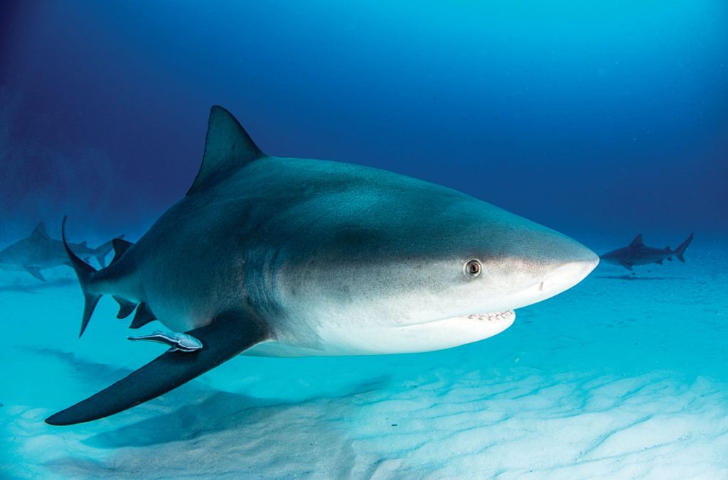Bull shark swims along white sand at the bottom of the ocean.