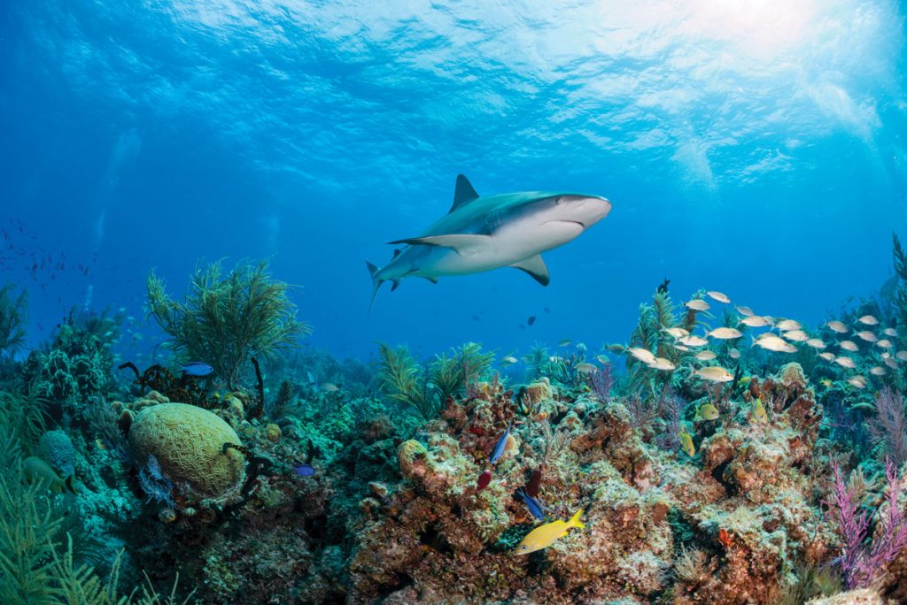Scuba diving with caribbean reef sharks