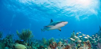 Scuba diving with caribbean reef sharks