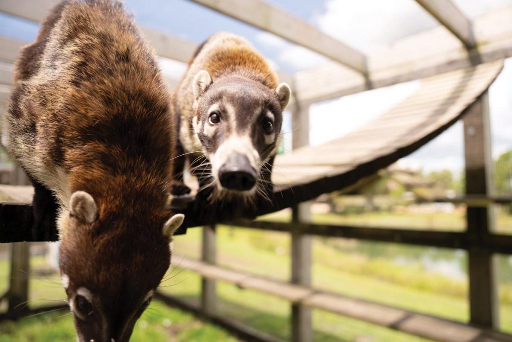Coatimundis Bandit and Scout have some fun on climbing structures in their outdoor enclosure. Photo by Steven Martine