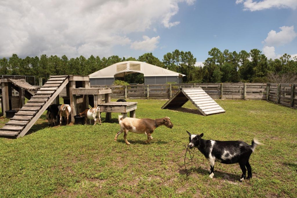 Nigerian dwarf goats Domino, Daisy, Flash, Clover, and Blossom enjoy their custom-built playground, which kids are welcome to experience along with the goats. Photo by Steven Martine