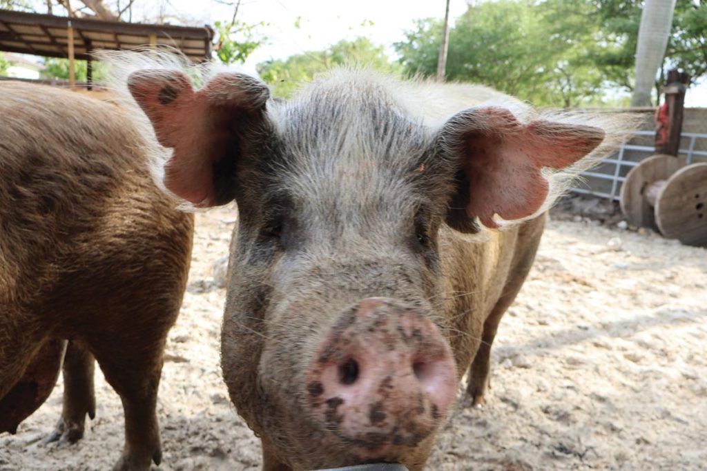 Animals like pigs and cows live on the farm. Photo by Daney Cabrera