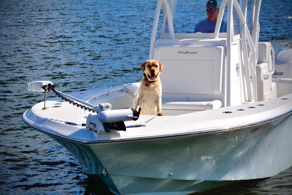 Guinness enjoys the ride. Photo by George LaBonte