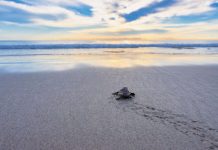 Do’s and Don’ts for Sea Turtle Nesting Season Hatching crawling to the ocean. Photo by Deano Cook