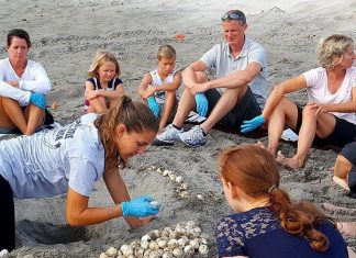 Summer Fun Heats Up at Loggerhead Marinelife Center Hatchling Discovery Program. Photo courtesy of Loggerhead Marinelife Center
