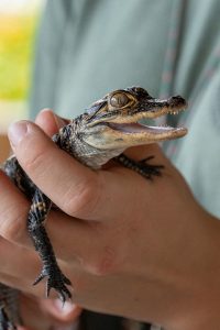 A baby American alligator. Photo courtesy of Busch Wildlife Sanctuary