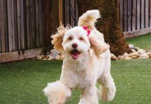 2026 Cutest Pup Contest Winners Riley, owned by Susan Parker