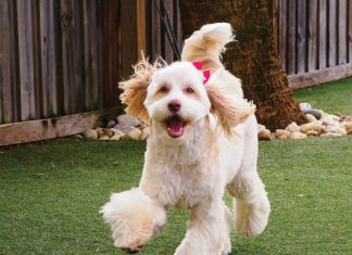 2026 Cutest Pup Contest Winners Riley, owned by Susan Parker