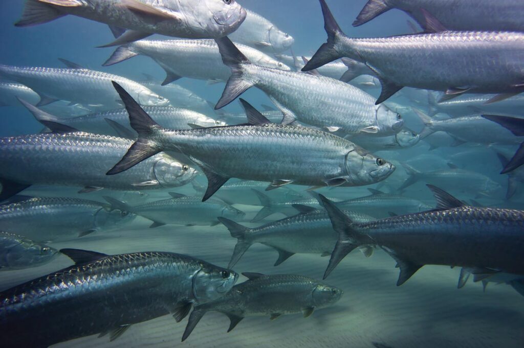 Flash Mob: A school of tarpon passes just off the beach at Singer Island—their large, reflective scales flashing in the sunlight. Often called the “Silver King,” tarpon are a familiar sight along this stretch of Florida’s coast. Schools can often be seen moving in and out of the local inlets or migrating along the coastline.