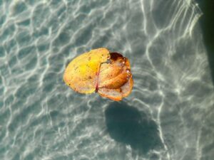 Autumn Adrift by Ashton Royal