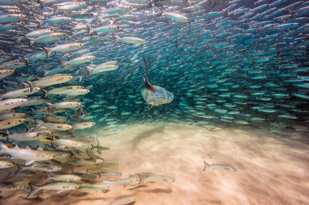 Mullet Mania: During South Florida’s fall mullet run, Dabill found himself surrounded by a massive school of mullet as a tarpon prepared to feed. “I followed closely behind as it zeroed in on the school, capturing the split second just before it struck,” he says. 