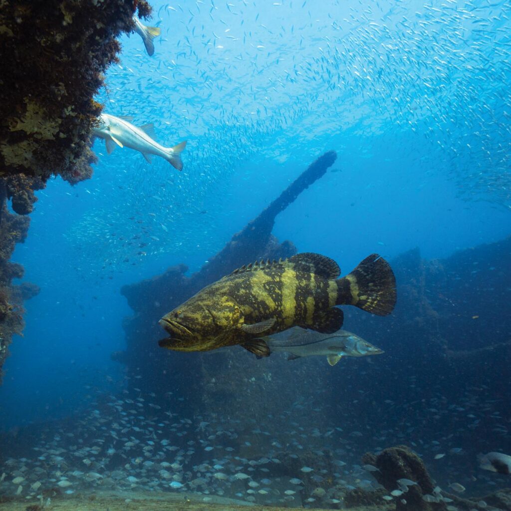 Wrecking Crew: Goliath groupers patrol local shipwrecks that they call home. In this image, one cruises in front of a wreck while snook and schools of baitfish share the surrounding water. “These wrecks create an incredible gathering place for marine life, from tiny baitfish to some of the largest groupers in the Atlantic,” Dabill says.