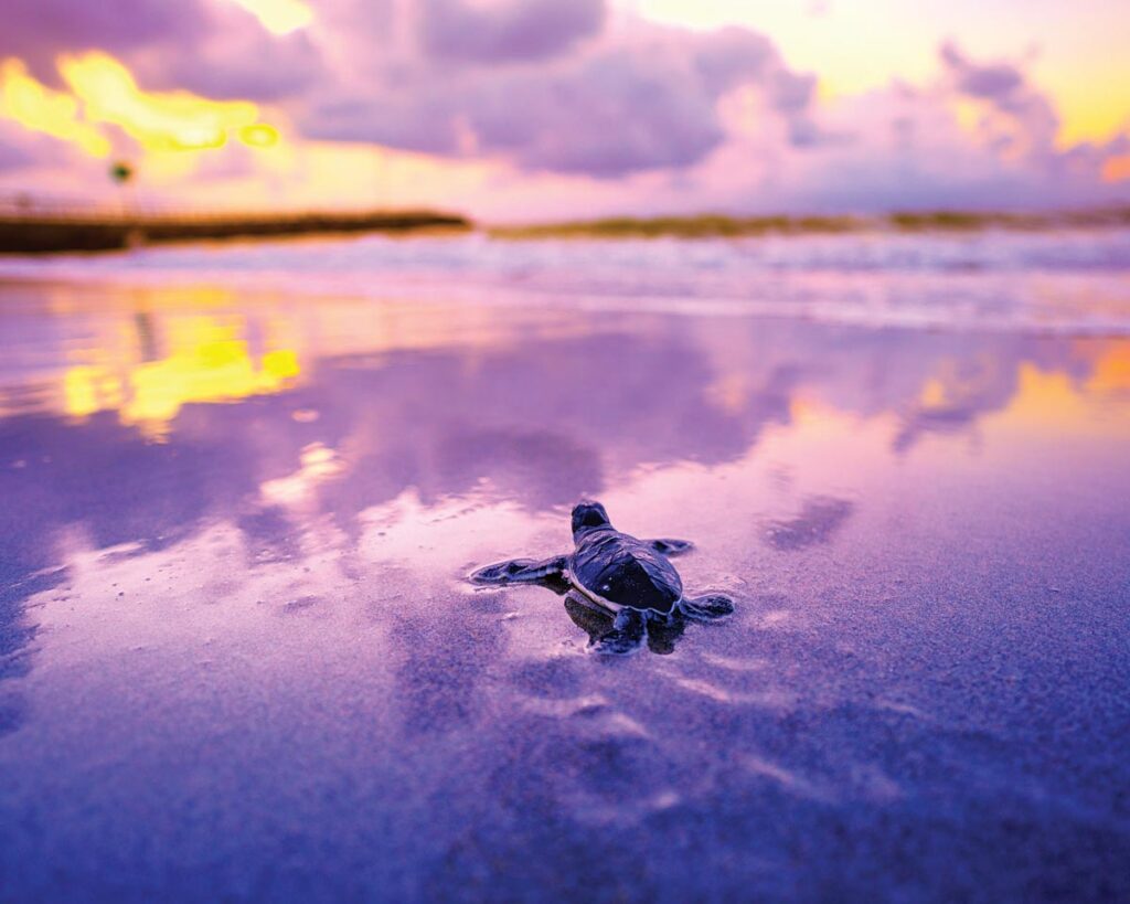 Loggerhead Marinelife Center. Photo by Jeff Beige