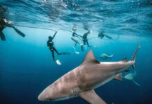 Shore Things: Six Ways to Enjoy Our Local Waters Photo courtesy of Tanner Underwater