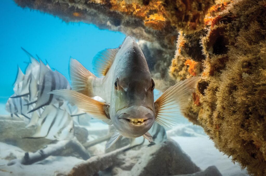 Tooth or Dare: Photographed among the remnants of the old Palm Beach Pier, this sheepshead flashes a smile for the camera. “Sheepshead are known for their unusual, almost human-like teeth, which they use to crush hard-shelled prey,” Dabill says. “From this angle, the toothy grin gives the fish an unexpectedly human and comical expression.”